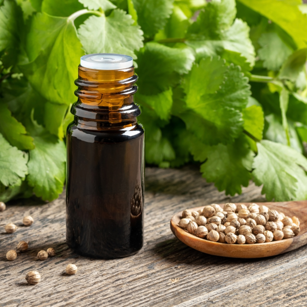Coriander herb oil