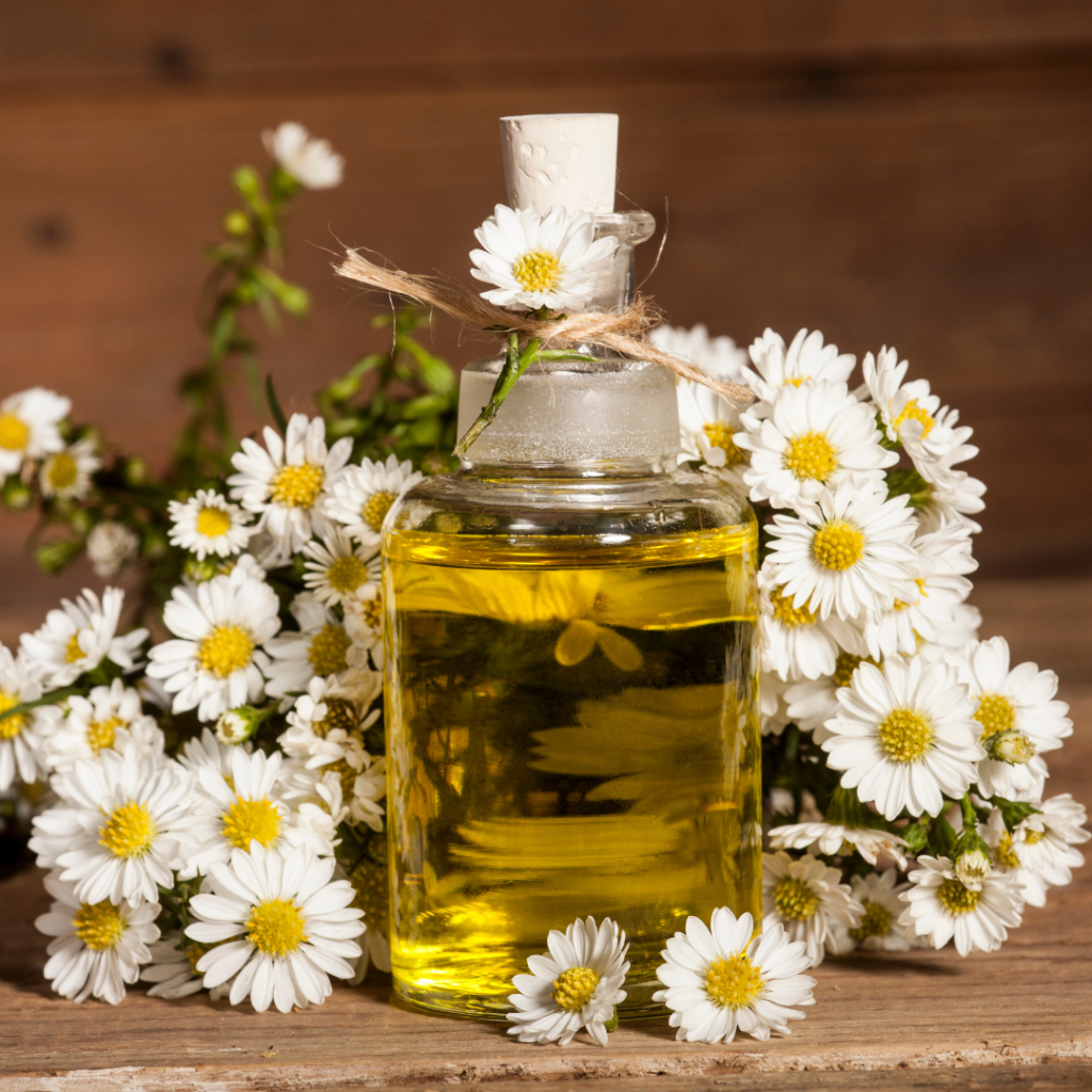 Chamomile Oil Blue