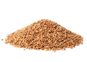 Alfalfa Seeds